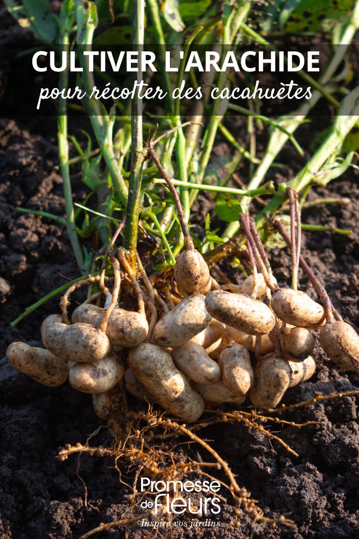 Comment cultiver l'arachide pour récolter des cacahuètes culture de l'arachide