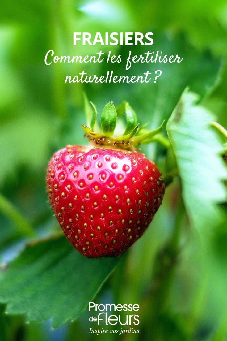 Comment fertiliser ses fraisiers naturellement Enrichir et fertiliser les plants de fraises