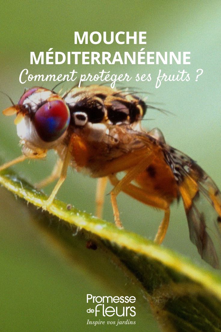 Comment lutter contre la mouche méditerranéenne des fruits Ceratitis capitata