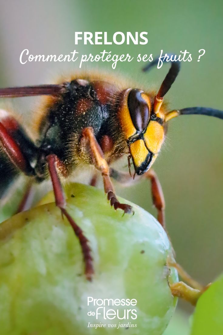 Comment protéger ses récoltes de fruits des frelons frelons : comment protéger ses arbres fruitiers