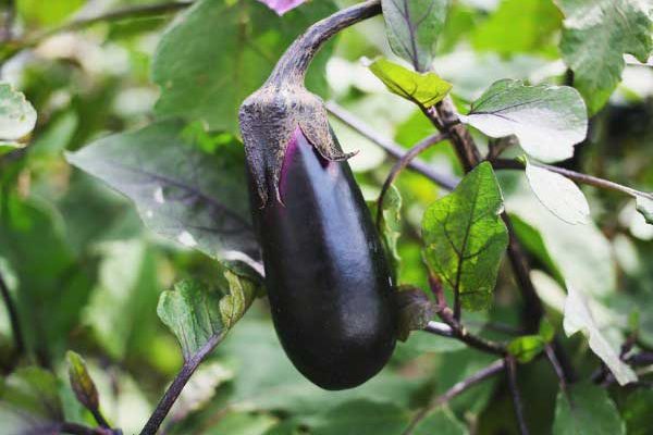 Comment réussir ses semis d'aubergine ?