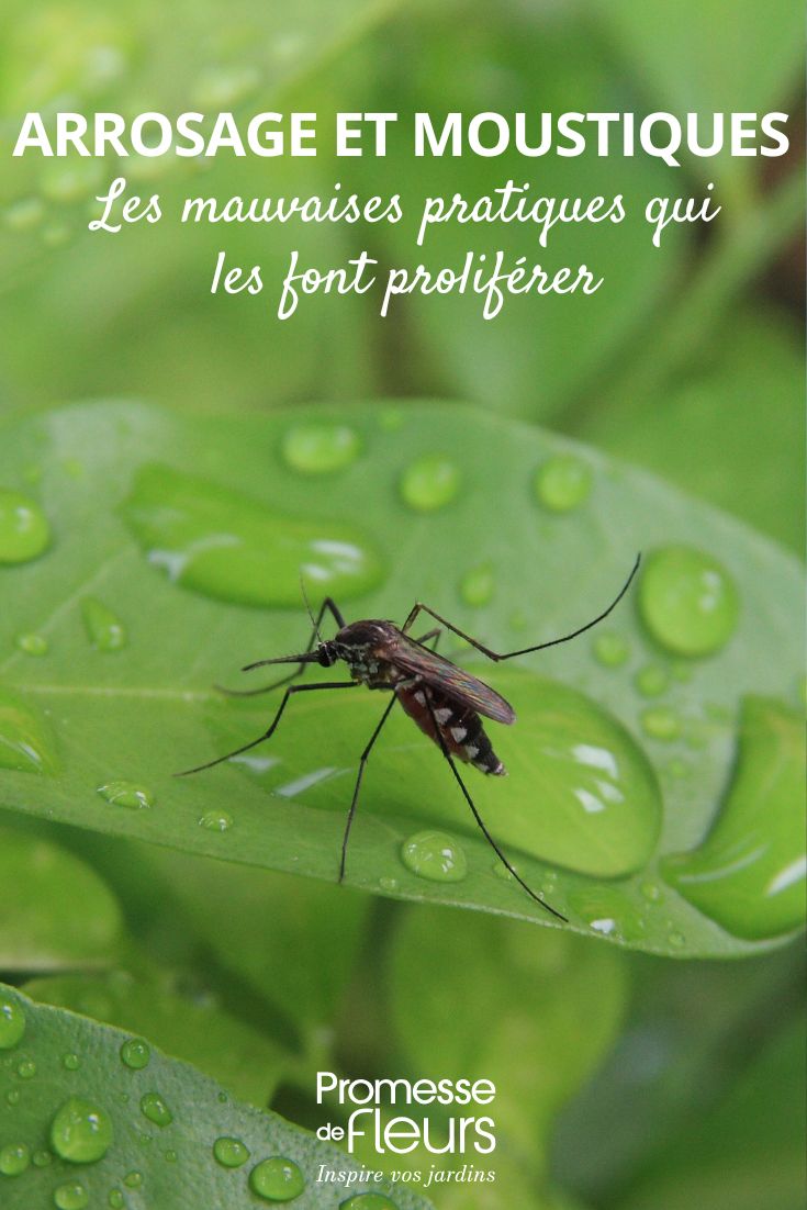 arrosage et moustiques au jardin Arrosage : les mauvaises pratiques qui plaisent aux moustiques