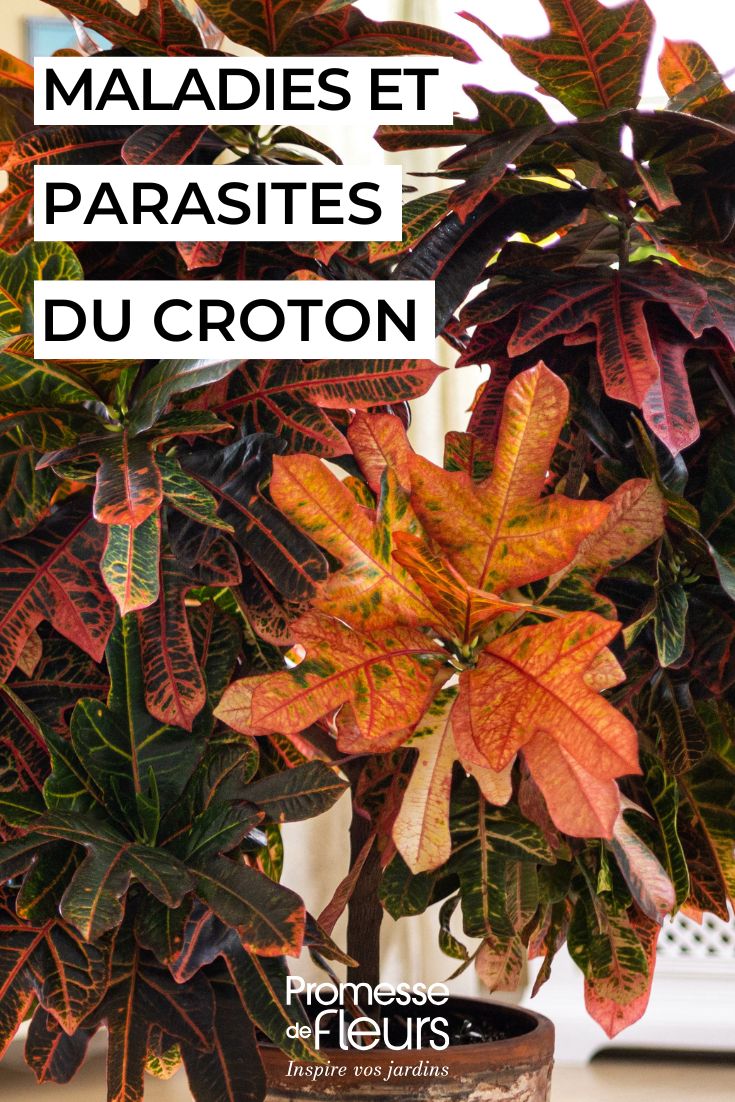 Croton en intérieur parasites, maladies et problèmes fréquents soigner le croton en pot