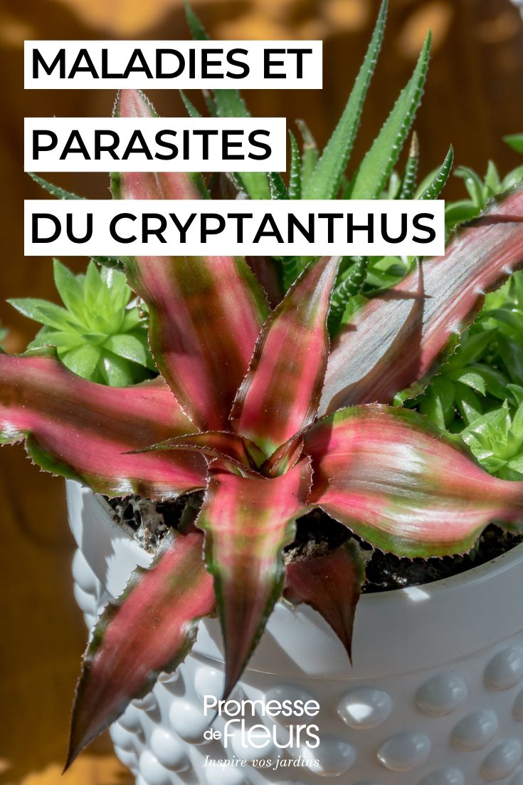 Cryptanthus maladies, parasites et problèmes courants de cette plante d'intérieur (1) soigner le CRYPTANTHUS