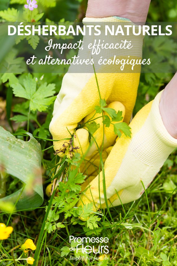Désherbants naturels impact, efficacité et alternatives écologiques (2) Les désherbants dits “naturels” : que contiennent-ils vraiment ?