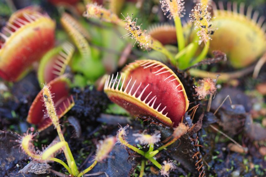 drosera plante carnivore