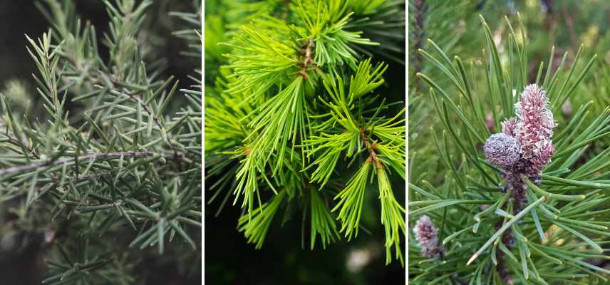 acidular foliage definition
