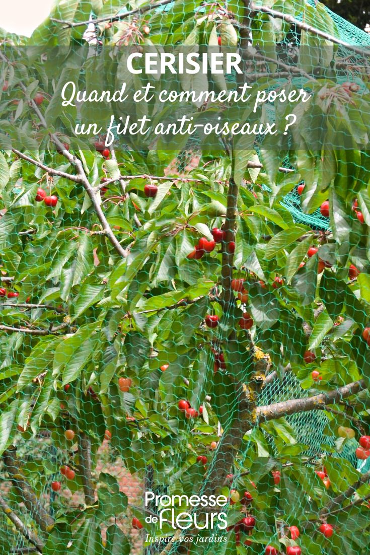 Filet anti-oiseaux sur un cerisier quand et comment l'installer protéger le cerisier des oiseaux avec un filet