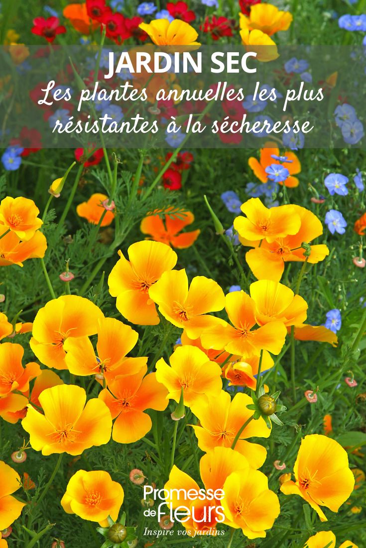 Jardin sec les plantes annuelles les plus résistantes à la sécheresse Eschscholtzia