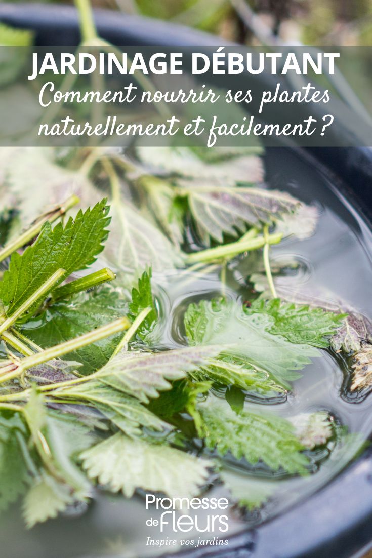Jardinage débutant comment nourrir ses plantes naturellement et facilement purin d'orties