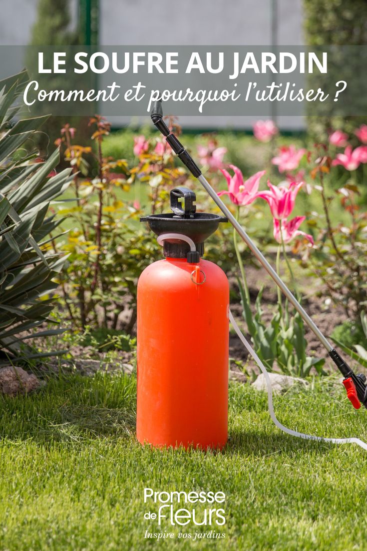 Le soufre au jardin comment et pourquoi l’utiliser utilisation du soufre au jardin