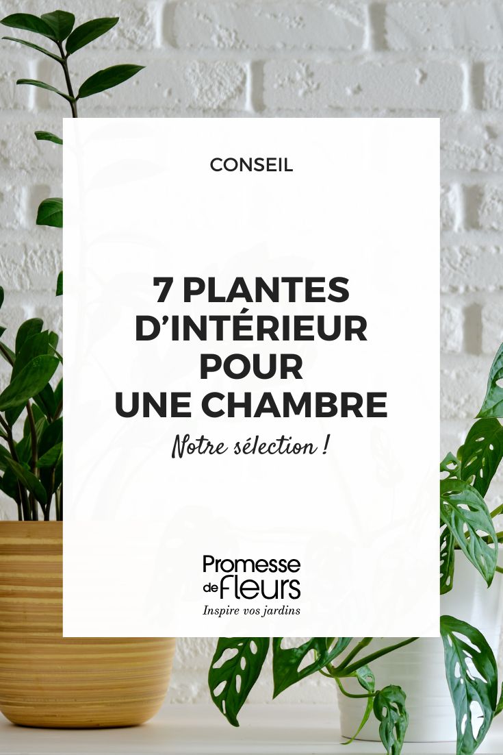 Les 7 meilleures plantes d’intérieur pour la chambre Zamioculcas