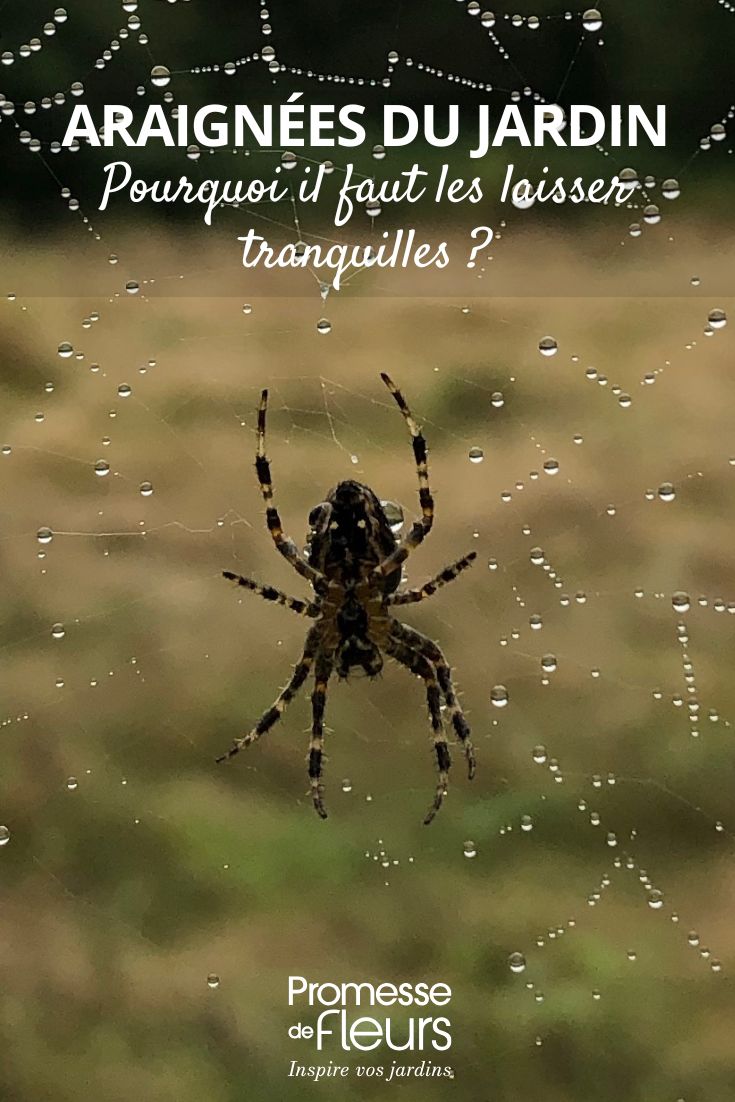 Les araignées au jardin pourquoi il faut les laisser tranquilles araignée du jardin