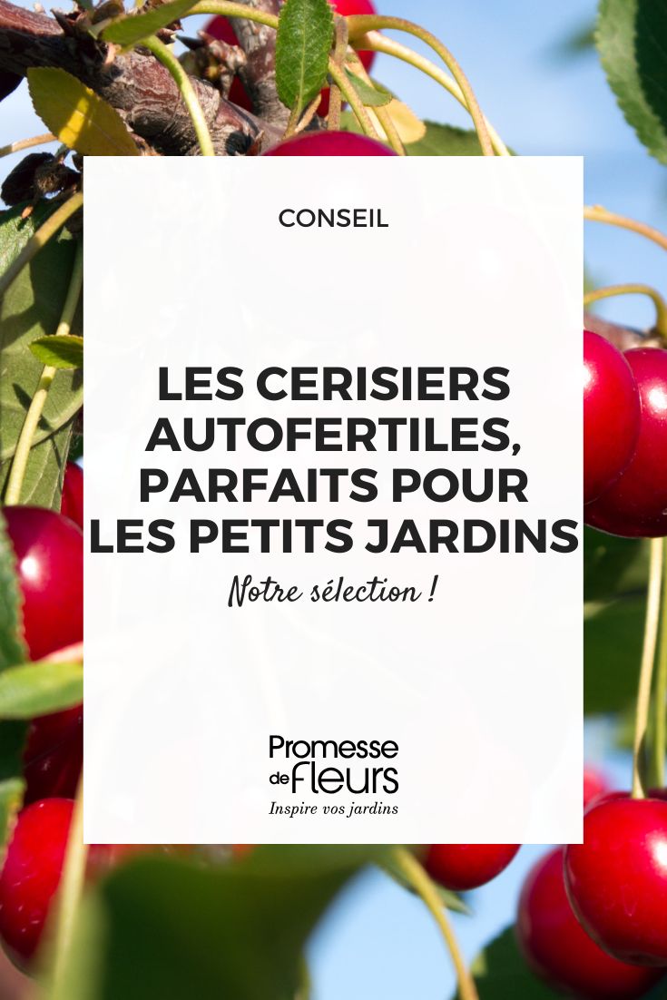 Les cerisiers autofertiles, parfaits pour les petits jardins (2) Les cerisiers autofertiles, notre sélection