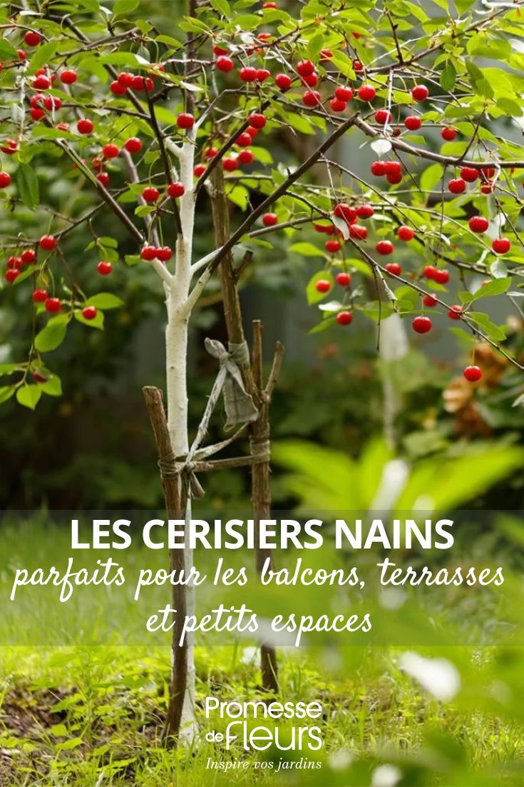 Les cerisiers nains, parfaits pour les balcons, terrasses et petits espaces Cerisier nain Fruit Me Cherry Me Burlat