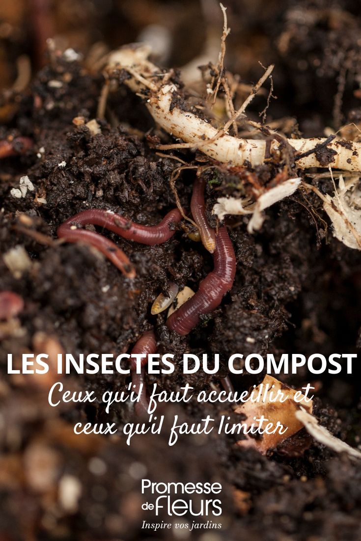 Les insectes du compost ceux qu'il faut accueillir, ceux qu'il faut limiter les insectes de notre compost