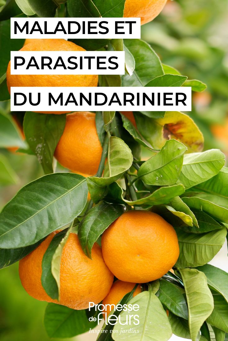 Les maladies et les parasites les plus courants du mandarinier soigner le MANDARINIER