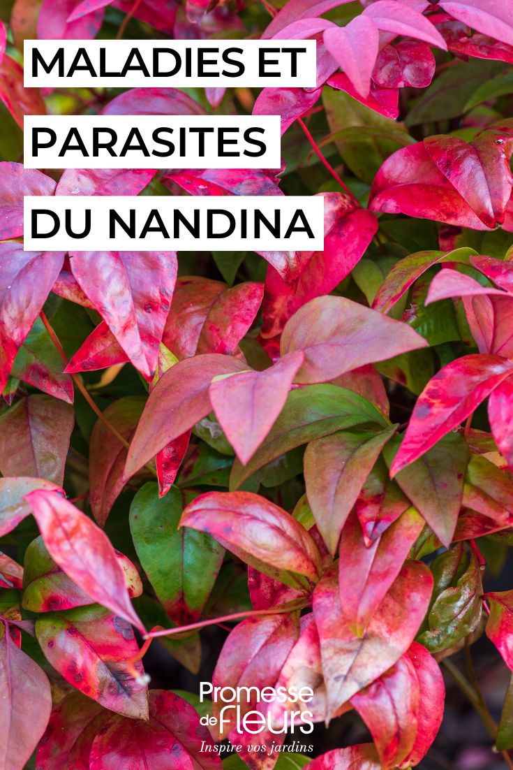 Les maladies et parasites des Nandina soigner le nandina