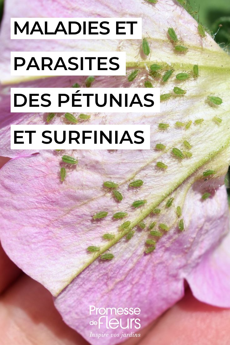 Les maladies et parasites des pétunias et surfinias soigner Les pétunias et surfinias