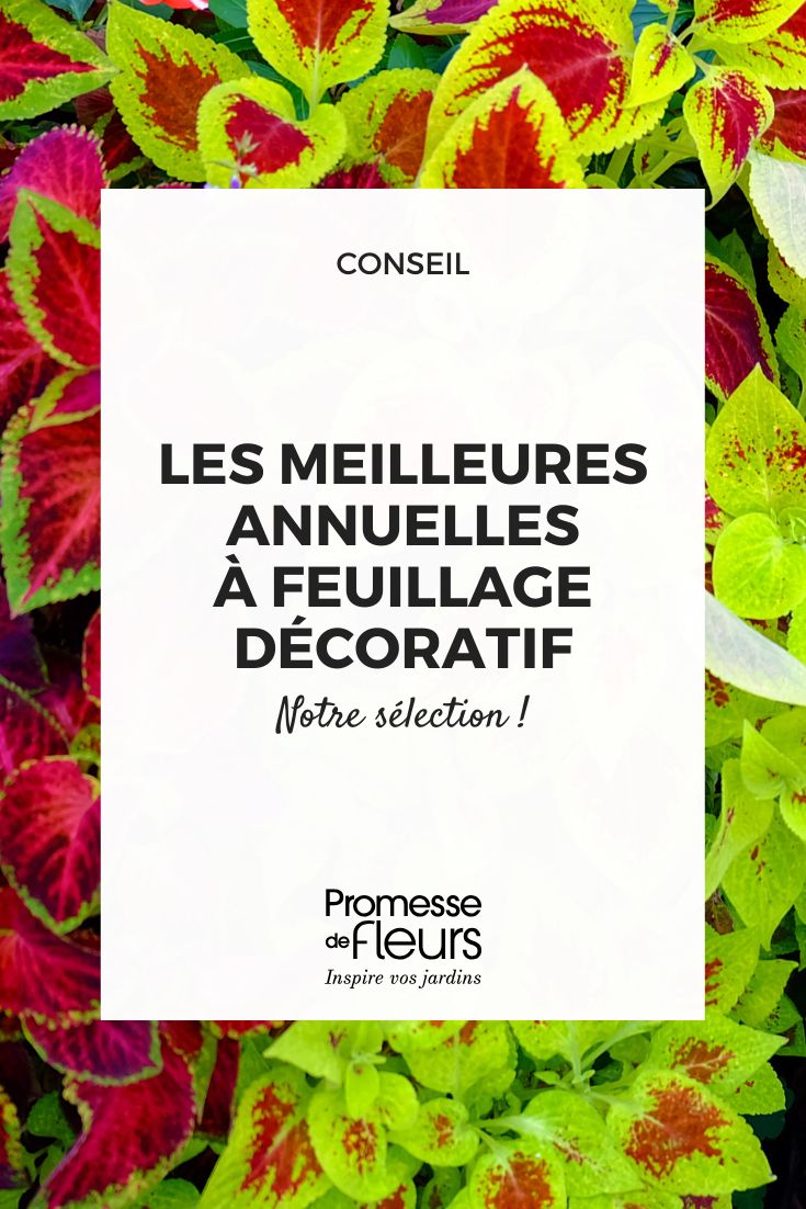 Les meilleures annuelles à feuillage décoratif pour sublimer votre jardin ou votre balcon feuillages de coleus