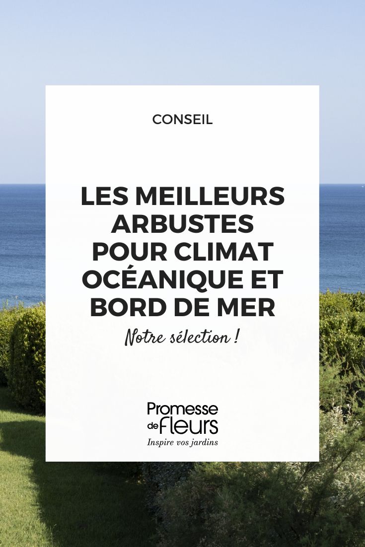 Les meilleurs arbustes pour climat océanique et de bord de mer choisir un arbuste pour le bord de mer