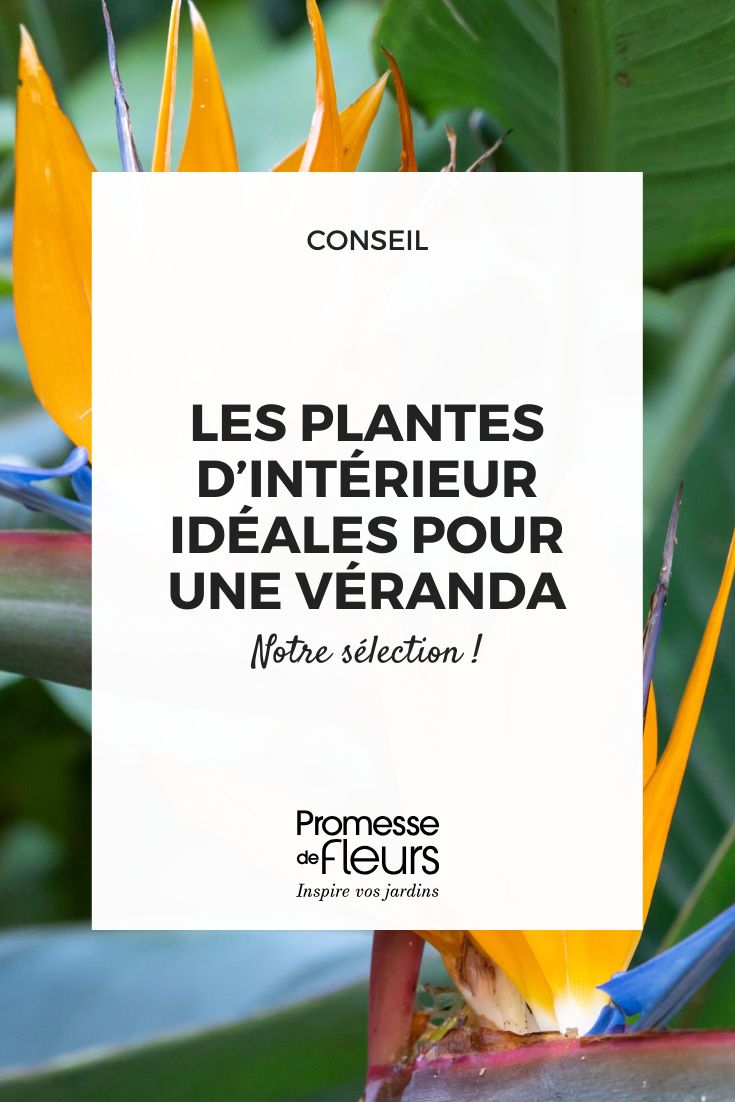 Les plantes d’intérieur idéales pour une véranda (1) fleurs de strelitzia