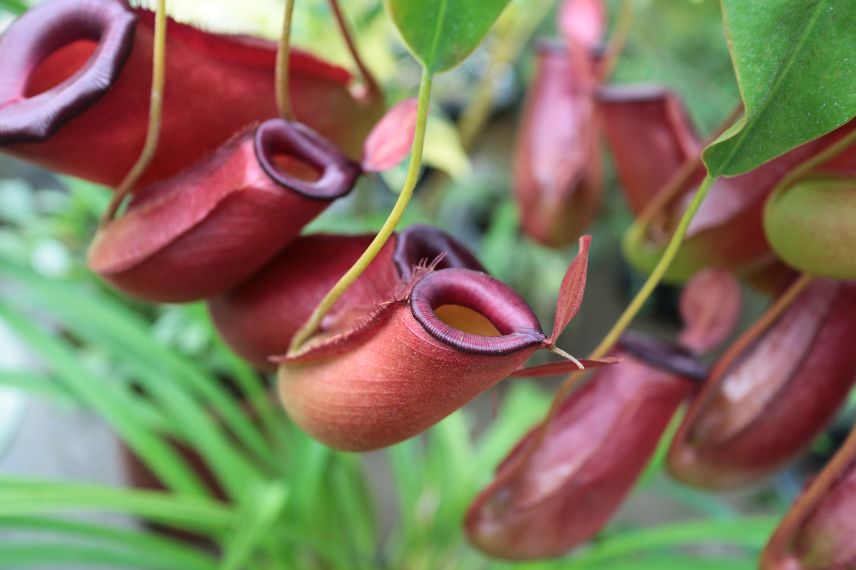 carnivorous plants Nepenthes