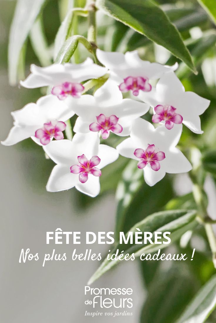 Nos plus belles idées cadeaux pour la Fête des mères hoya fleur de prcelaine