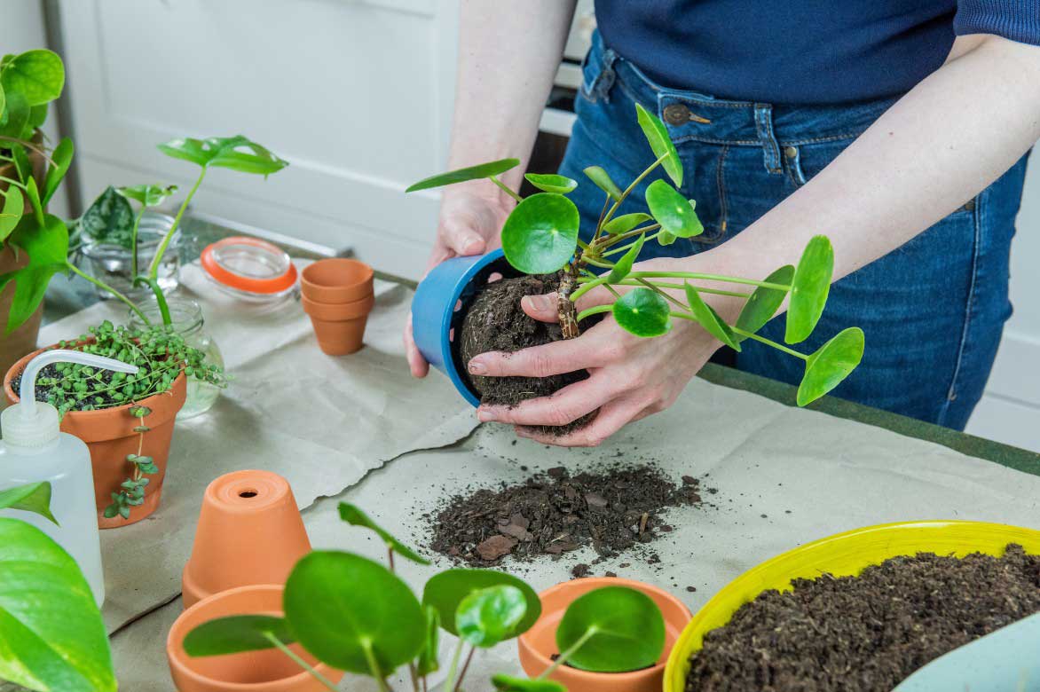 Rempotage du Pilea