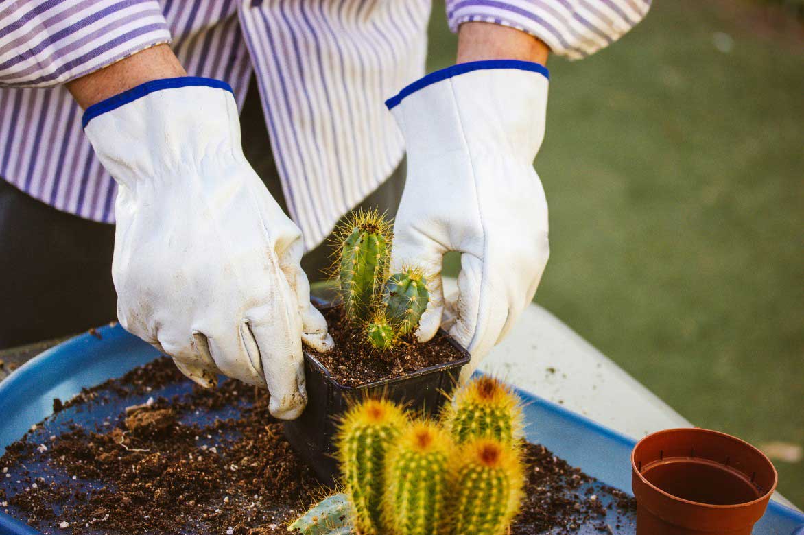 Comment planter ou rempoter le Pilosocereus