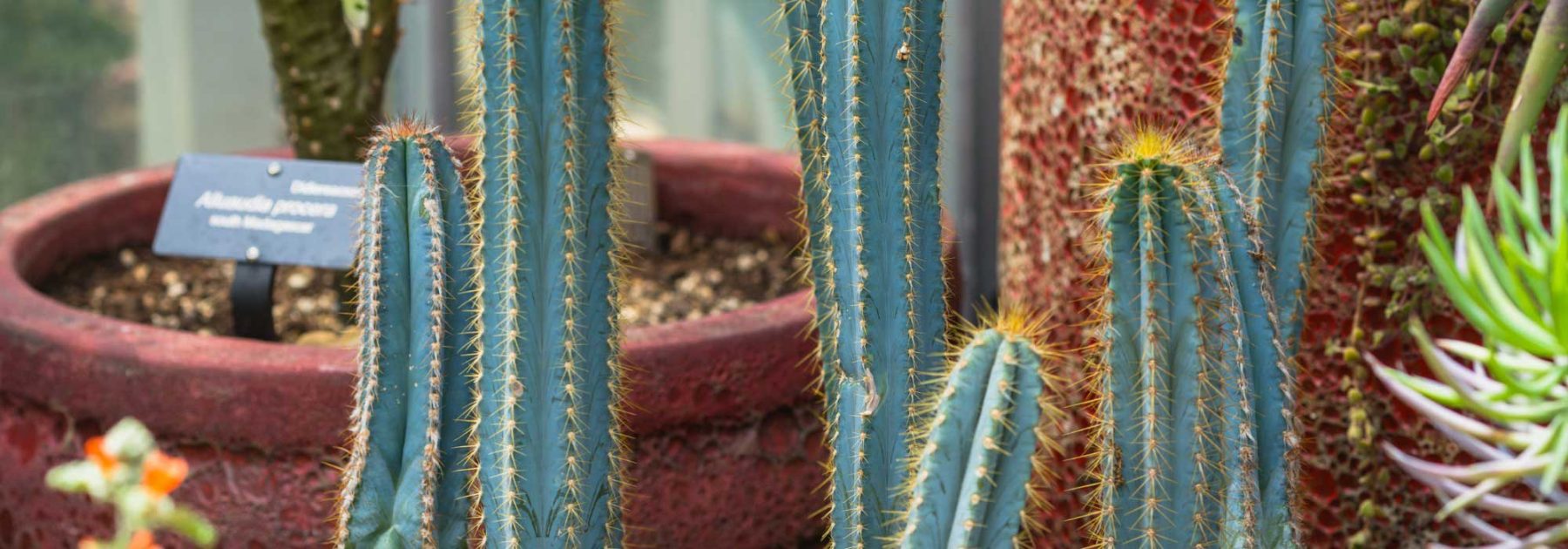 Pilosocereus : planter, cultiver et entretenir