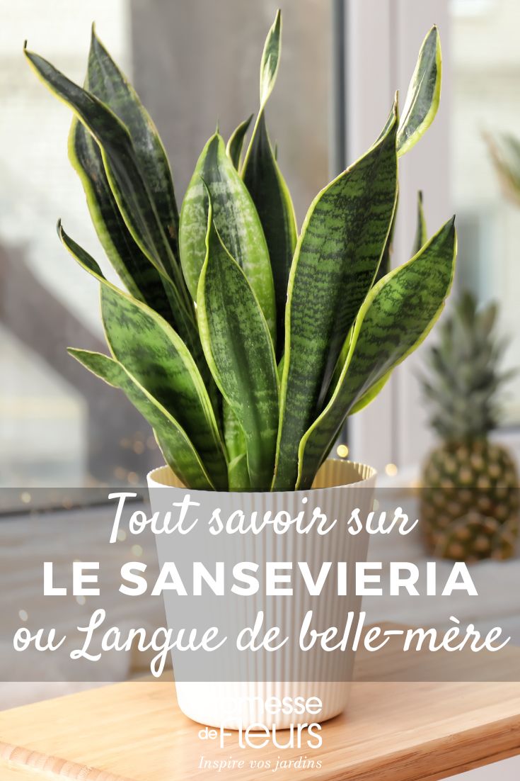 Sansevieria, Langue de belle-mère : culture et entretien en intérieur Sansevieria