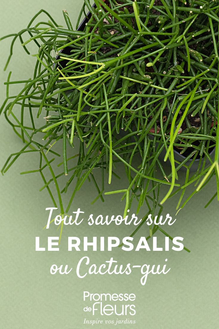 Rhipsalis en pot