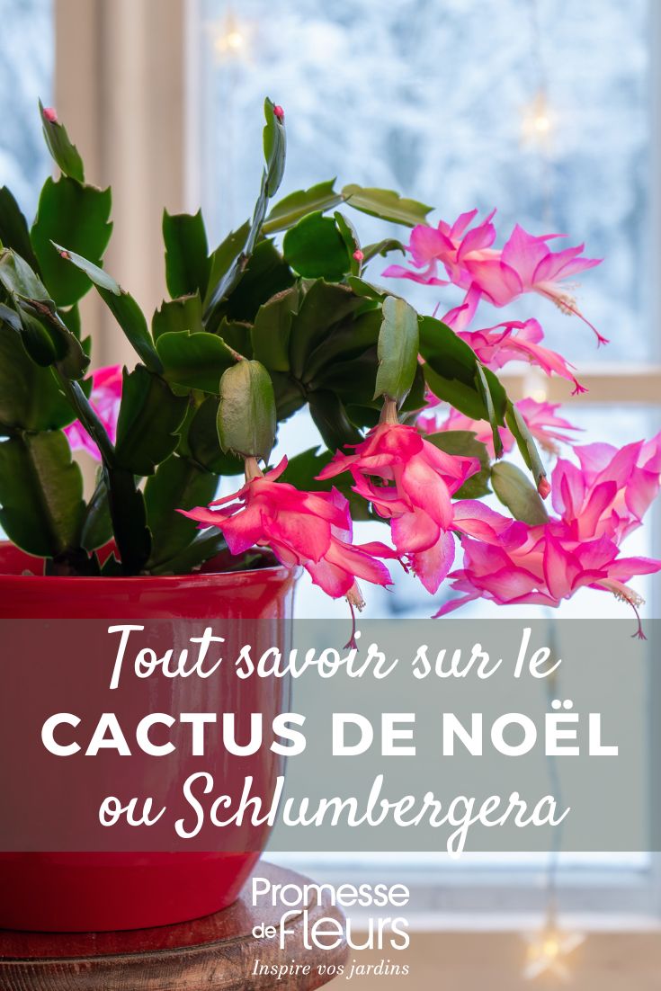 Cactus de Noël, Schlumbergera : culture et entretien pour une floraison éclatante en hiver Cactus de Noël