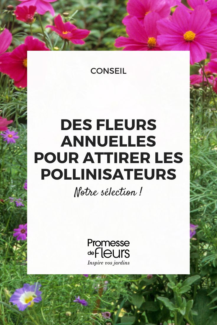 Plantes annuelles mellifères des fleurs pour attirer les pollinisateurs (1) Choisir des plantes mellifères