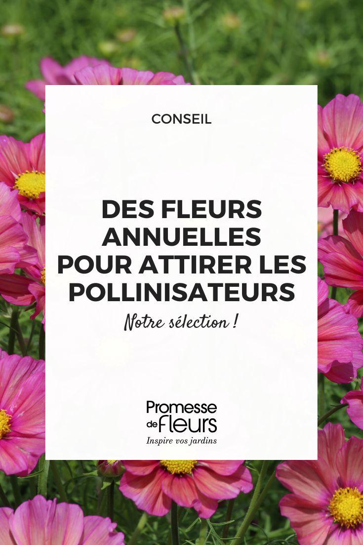 Plantes annuelles mellifères des fleurs pour attirer les pollinisateurs Cosmos Bipinnatus Xsenia