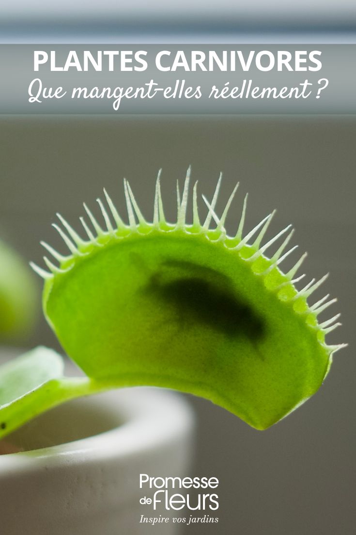 Que mangent réellement les plantes carnivores Dionaea muscipula