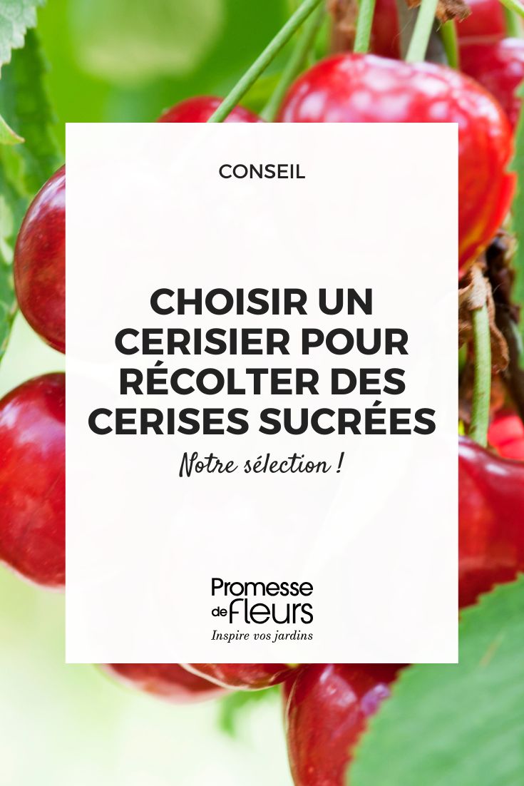 Quelles variétés de cerisier pour de grosses cerises bien sucrées un cerisier au cerises sucrées