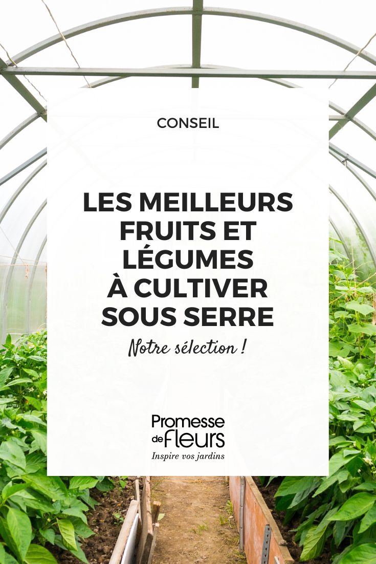 Quels sont les meilleurs fruits et légumes à cultiver sous serre suivant les saisons (1) culture des légumes et fruits sous une serre