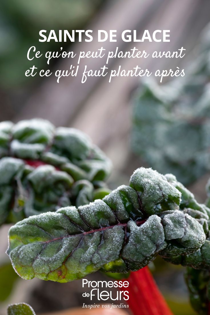 Saints de Glace ce qu’on peut planter avant, ce qu'il faut planter après Plantation au potager ou au jardin et gelées tardives. Ici une Blette qui a pris un coup de gel.