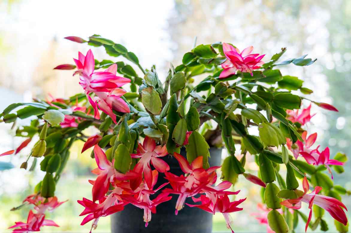 cactus de noel
