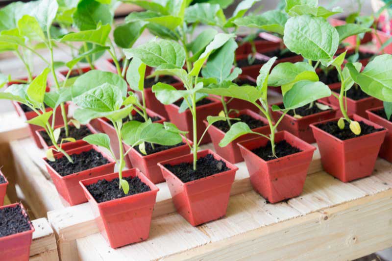 Jeunes plants d'aubergine