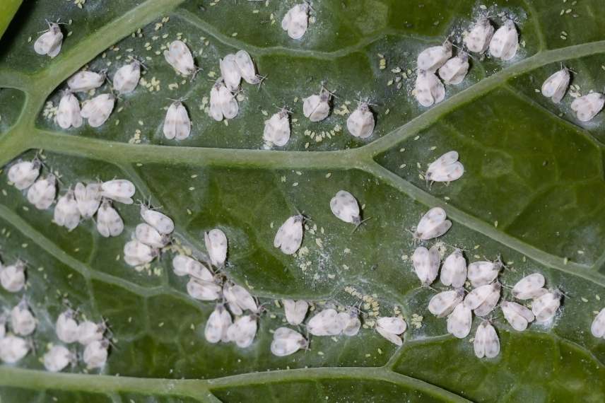 parasites agrumes aleurodes