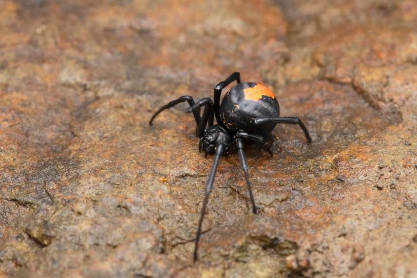 araignée veuve noire d'europe