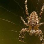 Les araignées au jardin : pourquoi il faut les laisser tranquilles ?