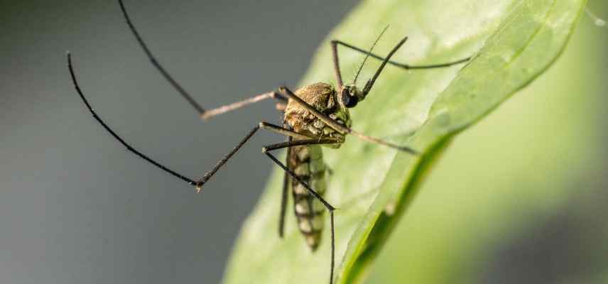 mosquito traps for ponds