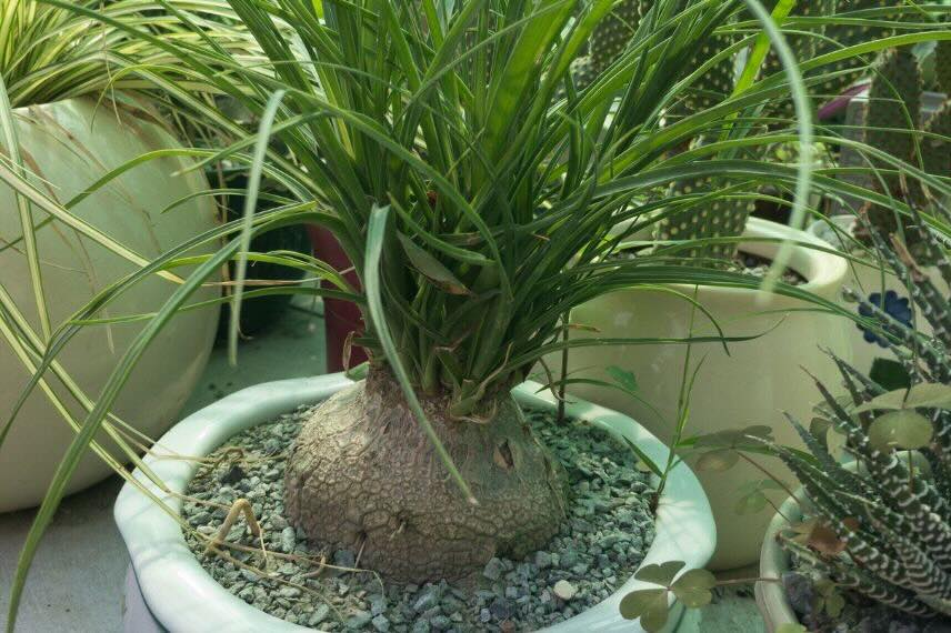 Beaucarnea outdoors in summer