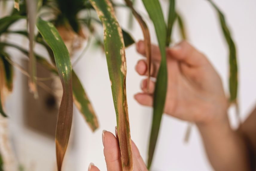 damaged leaves of Beaucarnea