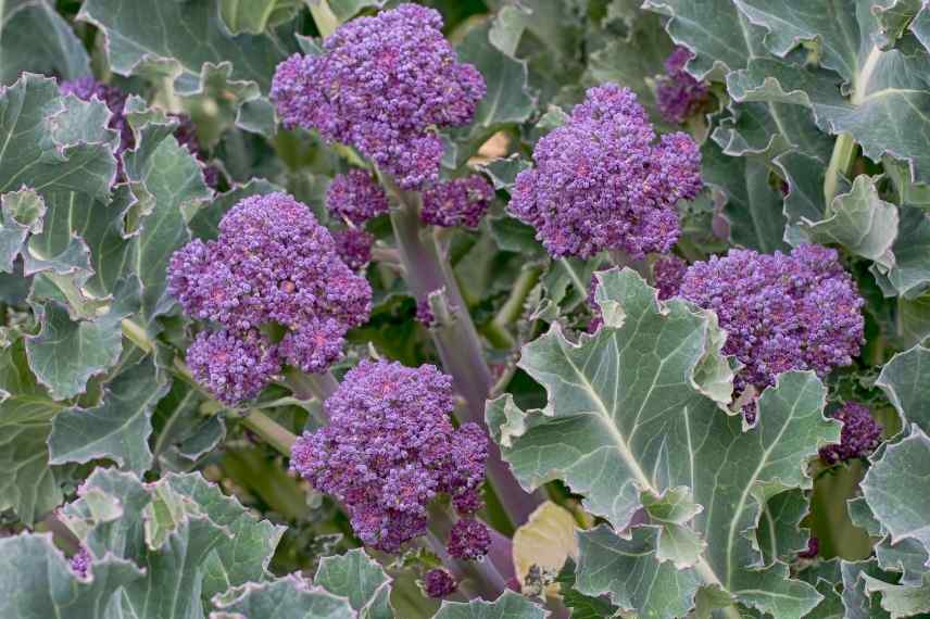 brocoli sélection de variétés