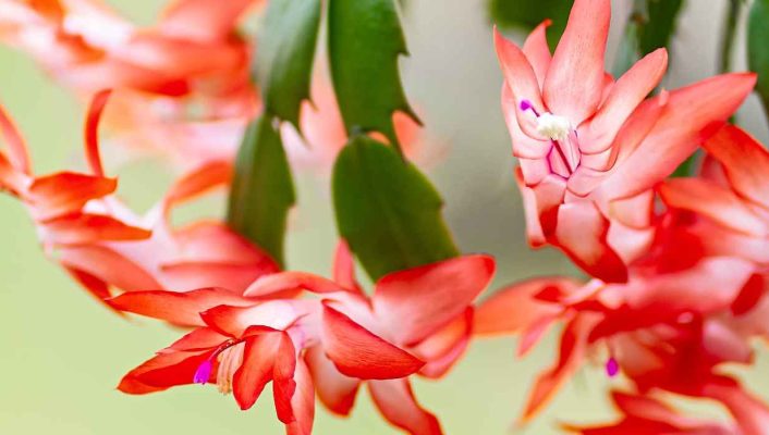 Cactus de Noël, Schlumbergera : culture et entretien pour une floraison éclatante en hiver